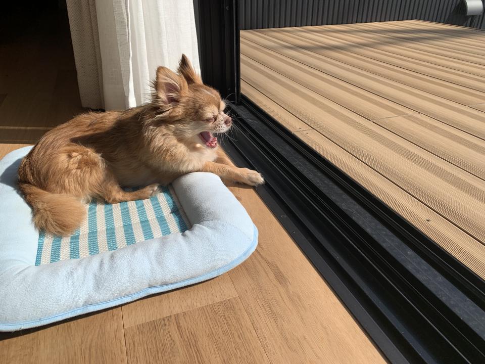 日差しを浴びる犬の午後の休息