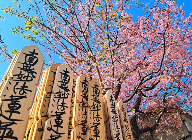 桜の背景に立つ木製の板碑